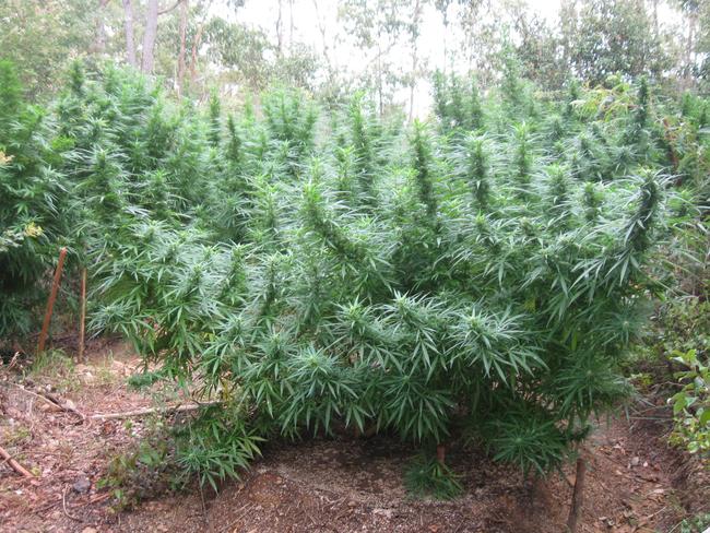 Police have busted a 46-year-old man for allegedly growing cannabis plants in bushland near Watsonville. Police found 130 mature plants and 46 seedlings, weighing more than 380kg during a search warrant.