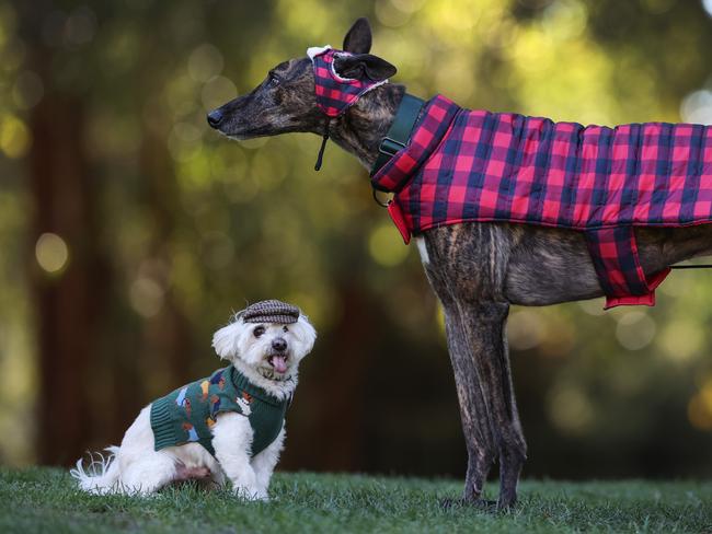Mutely the greyhound and Nugget the Maltese shih tzushow off their winter looks. Picture: David Caird