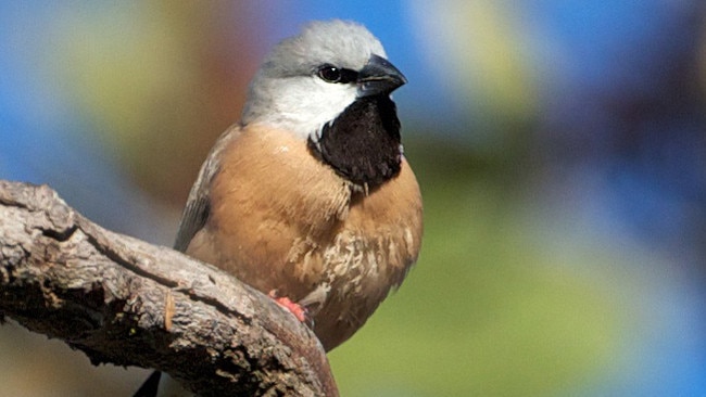 The black throated finch.