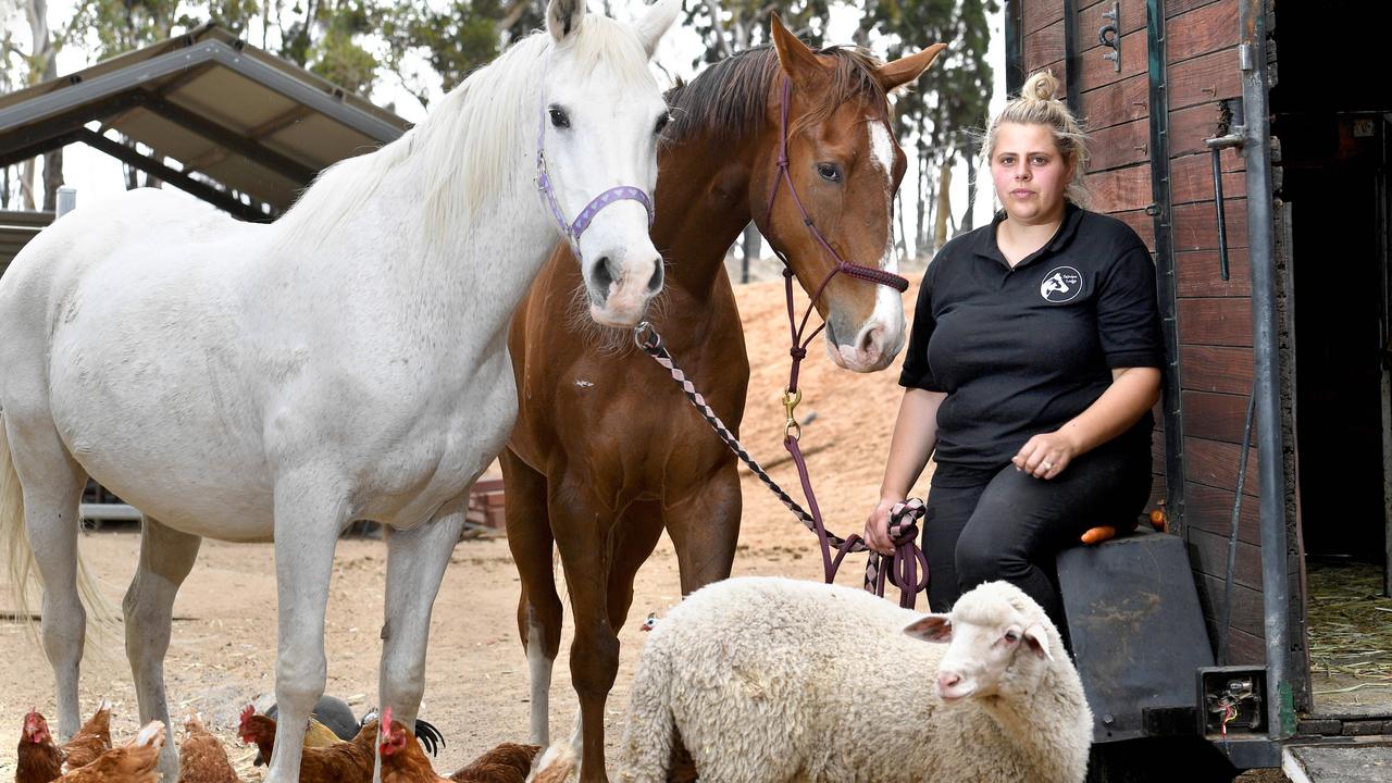 Fairview Lodge animal rescue centre searches for a new home | The Advertiser