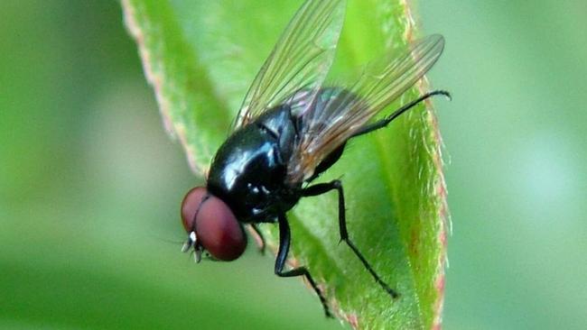 The disgusting reason to never eat food a fly has been on