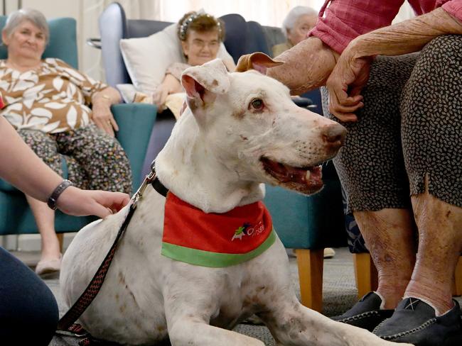 Delta Dogs voluntteer Raechelle Rauwerda and Ozcare resident Clare Colledge with Diamond, the inspirational rescue-turned-therapy dog, is retiring from her beloved role at TownsvilleÃs Ozcare. Picture: Evan Morgan