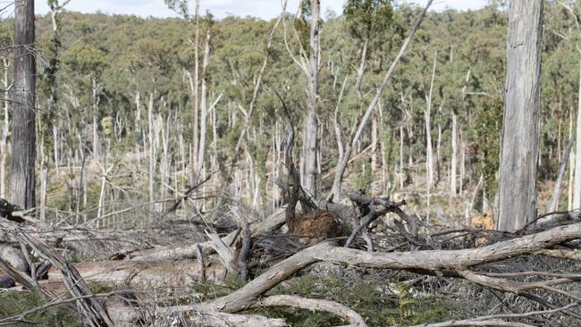 Thousands of tonnes of windblown timber has been left lying on the floor of the Wombat forest, which the government wants to turn into a national park. Picture: Zoe Phillips