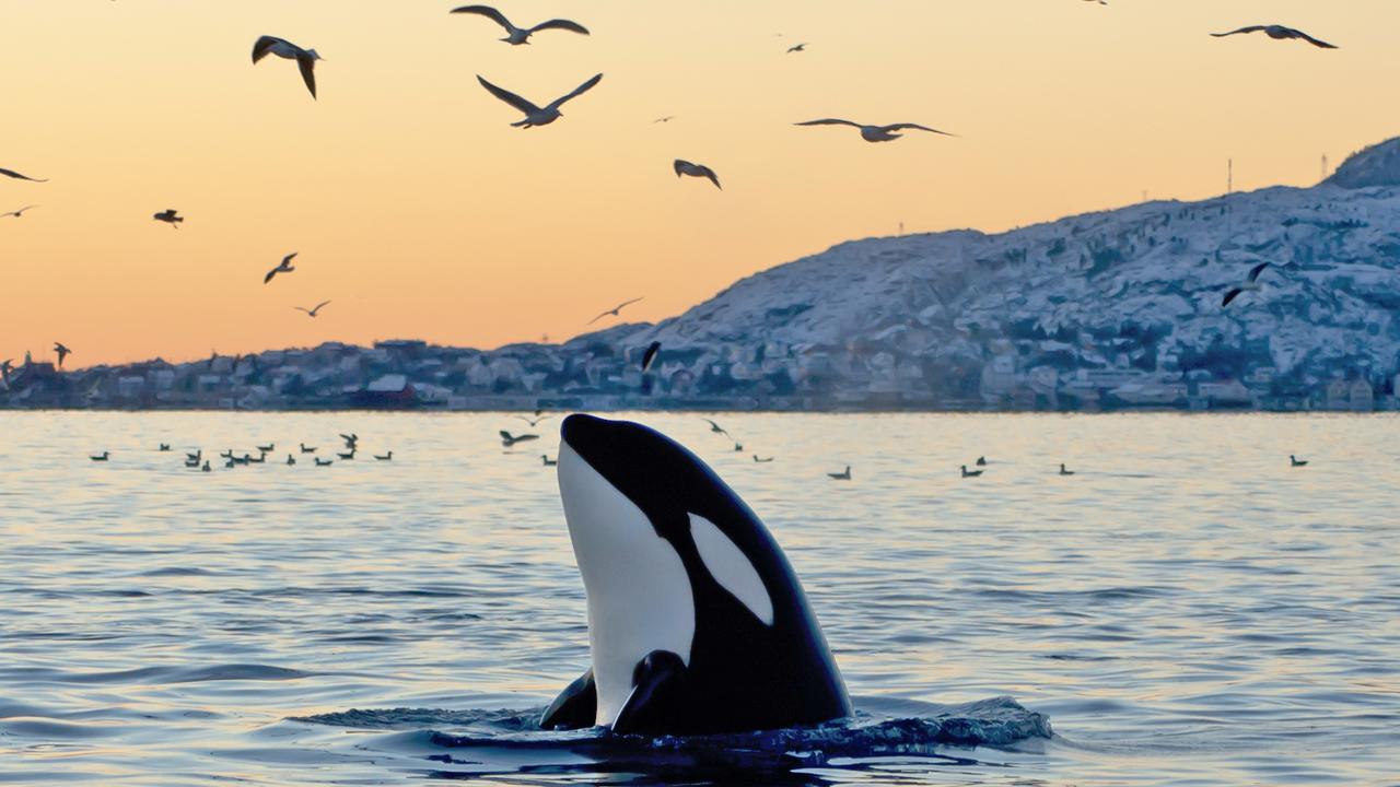 Kayak with orcas in Canada from the best seat in the house.