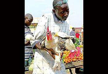 First find your chicken ... it's a prime ingredient for Congo voodoo / Reuters