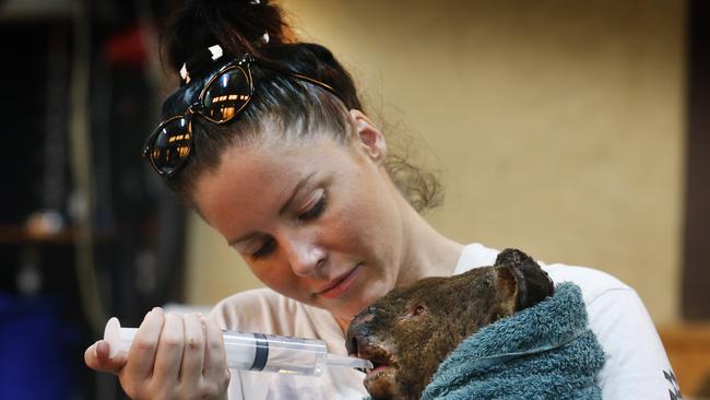 Guzzle the male koala who suffered burns to his nose face and paws, drinks water through a syringe held by wildlife carer Maryann Buchanan. Picture: David Caird