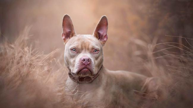 Photograph by Gina Soule from America.