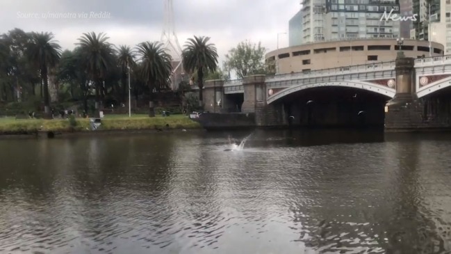 Seal makes splash in Yarra River