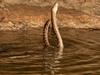 Daintree River scrub pythons in ‘epic battle’