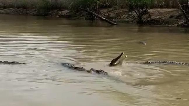 A still from Tara Lee Priore-Smith’s video of a pack of crocs ripping into a buffalo carcass at Yellow Water. Picture: Tara Lee Priore-Smith