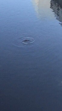 Hobart man Ollie Burdon captured this video of a platypus in the CBD about 6pm today. Credit: OLLIE BURDON