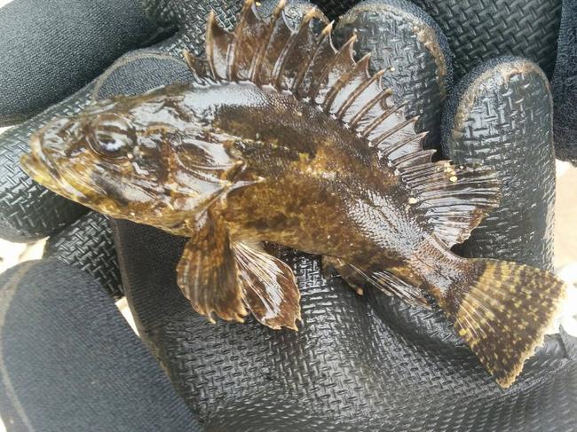 Reptile Solutions recently shared this photo of a bullrout, or freshwater stonefish.