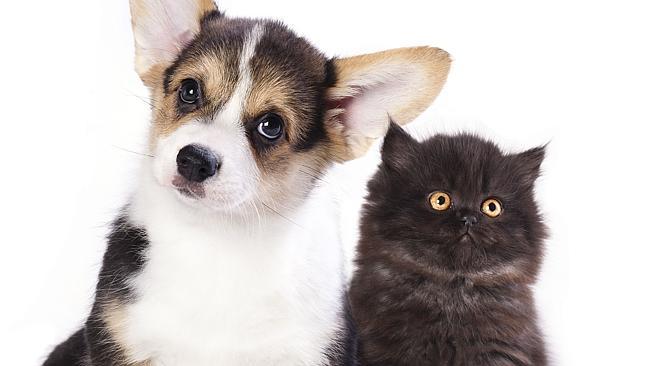 puppy and kitten cute puppy cute kitten RSPCA generic pets puppies Picture: Supplied
