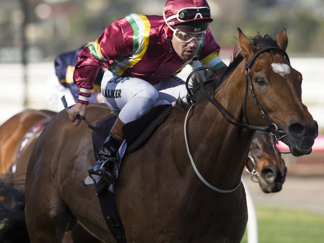 Michael Walker and Jacquinot Bay enjoy success at Flemington in June. Picture: Getty Images