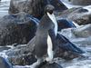 KIDS NEWS  Pingu the intrepid Adelie penguin showed up south of Christchurch, about 3000km from his Antarctic home. Picture: Allanah Purdie, NZ Department of Conservation