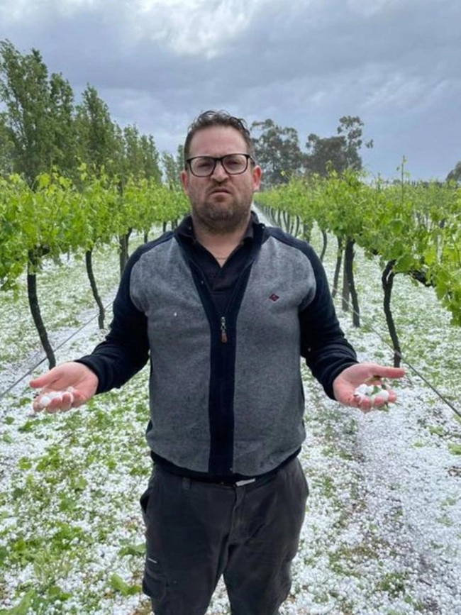 Tenafeate Creek Wines owner Michael Costa with his ruined crops. Picture: Tenafeate Creek Wines