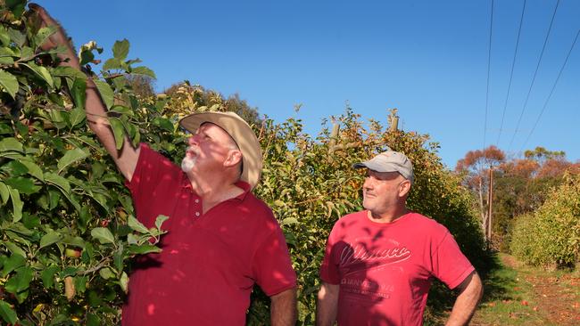 Ellimatta Orchards owner, Kym Green and Hillview Fruits owner, Ashley Green, on their Hills property. Picture: Dean Martin