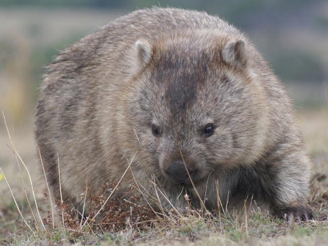 A wombat looking for food at Narawntapu National Park near Bakers Beach, which has been described by park rangers who care for the area as “Jurassic Park”. Picture: Chris Crerar.