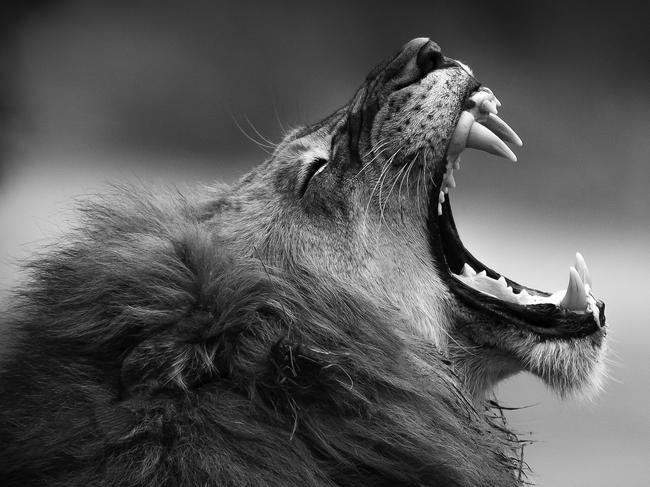 DO NOT PUBLISH BEFORE FRIDAY JUNE 26 19 Photo and caption by Hamish Mitchell /National Geographic Traveler Photo Contest Captured in Kruger National Park in South Africa, this lion was one of four coalition males that had made an elephant kill during the night. For four days they fed on their prey, and this beautiful male was ready for a nap after filling his belly.