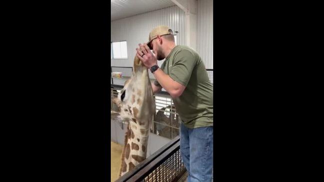 Animal chiropractor demonstrates realignment of giraffe jaw | news.com ...