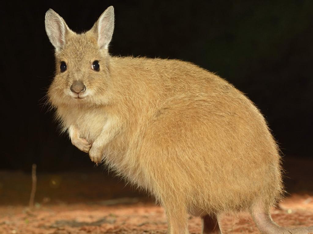 <p>Mala or rufous hare-wallaby at Scotia Wildlife Sanctuary, Habitat of endemic and endangered wildlife managed for conservation by the Australian Wildlife Conservancy, in Southwestern New South Wales, Australia. Picture: Australian Wildlife Conservancy</p>