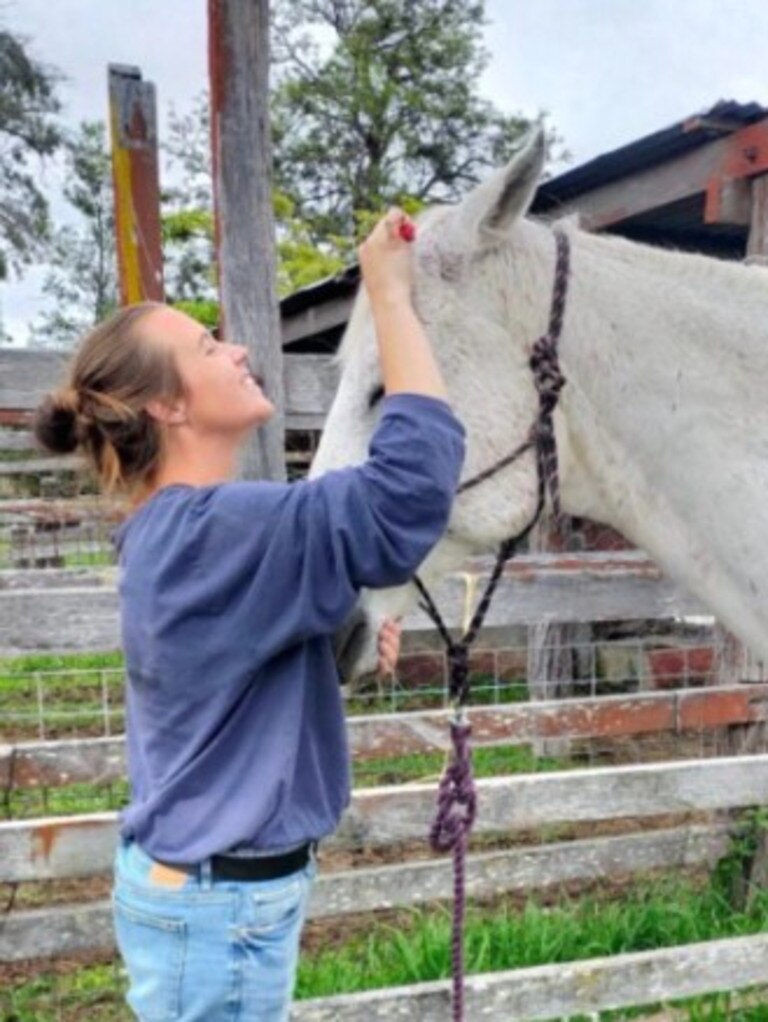 Chappo the horse getting brushed at L &amp; B Horse Rescue and Rehoming (Photo: supplied)