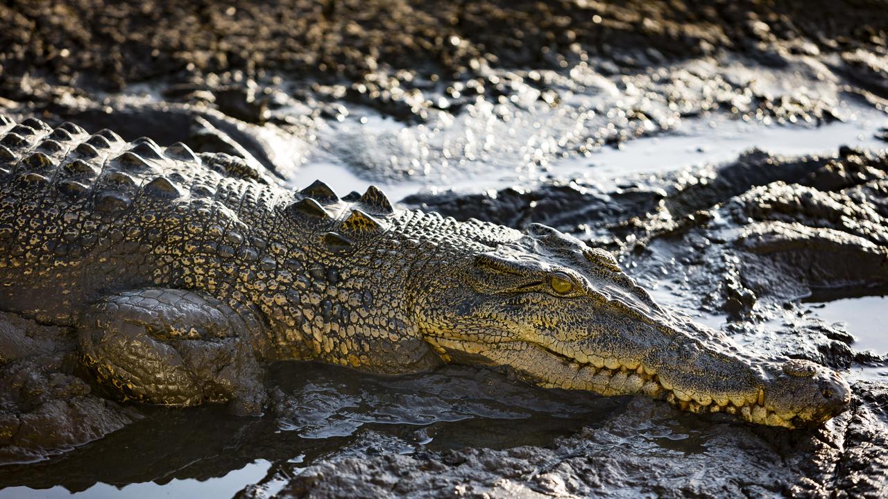 Fisherman pulls up short when he spots croc lurking near Deckchair Cinema