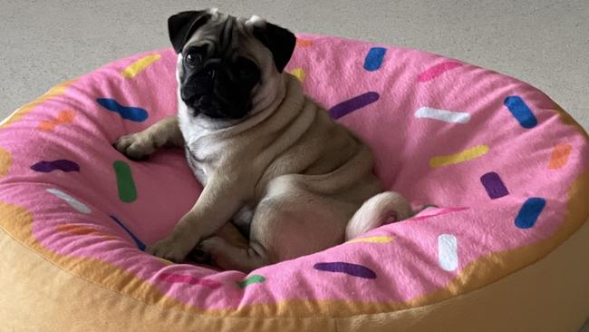 Nugget the pug, sent in by Grace Marie Hadgis, Payneham.