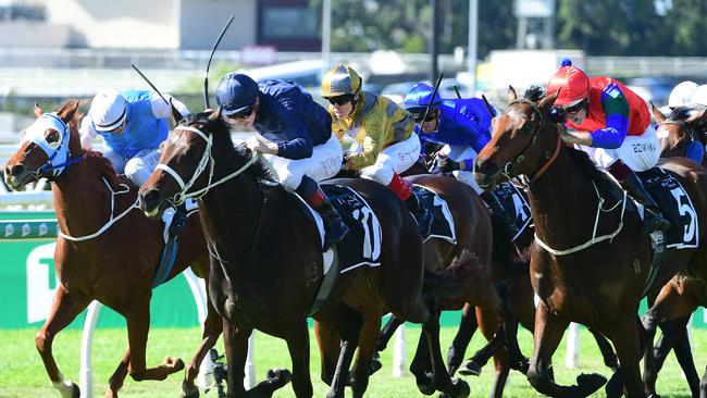 Political Debate (navy blue) last won close to two years ago. Picture: Grant Peters - Trackside Photography.