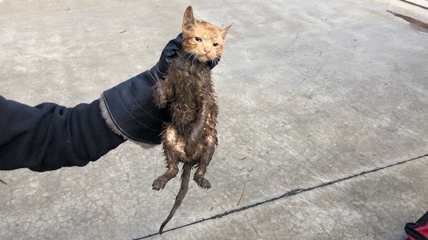 It is unknown how long the cat was in the bin before it was found. Photo: MFB