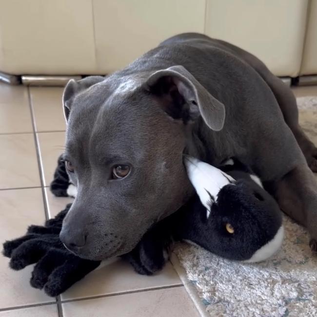 An image of dog Ruby with a magpie teddy. Picture: Peggy &amp; Molly / Facebook.