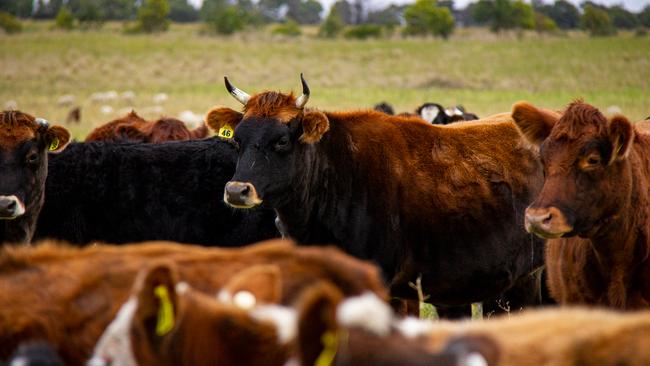 How now: Cows in the paddock at Lakey Farm. Pictures: Claire Quirk