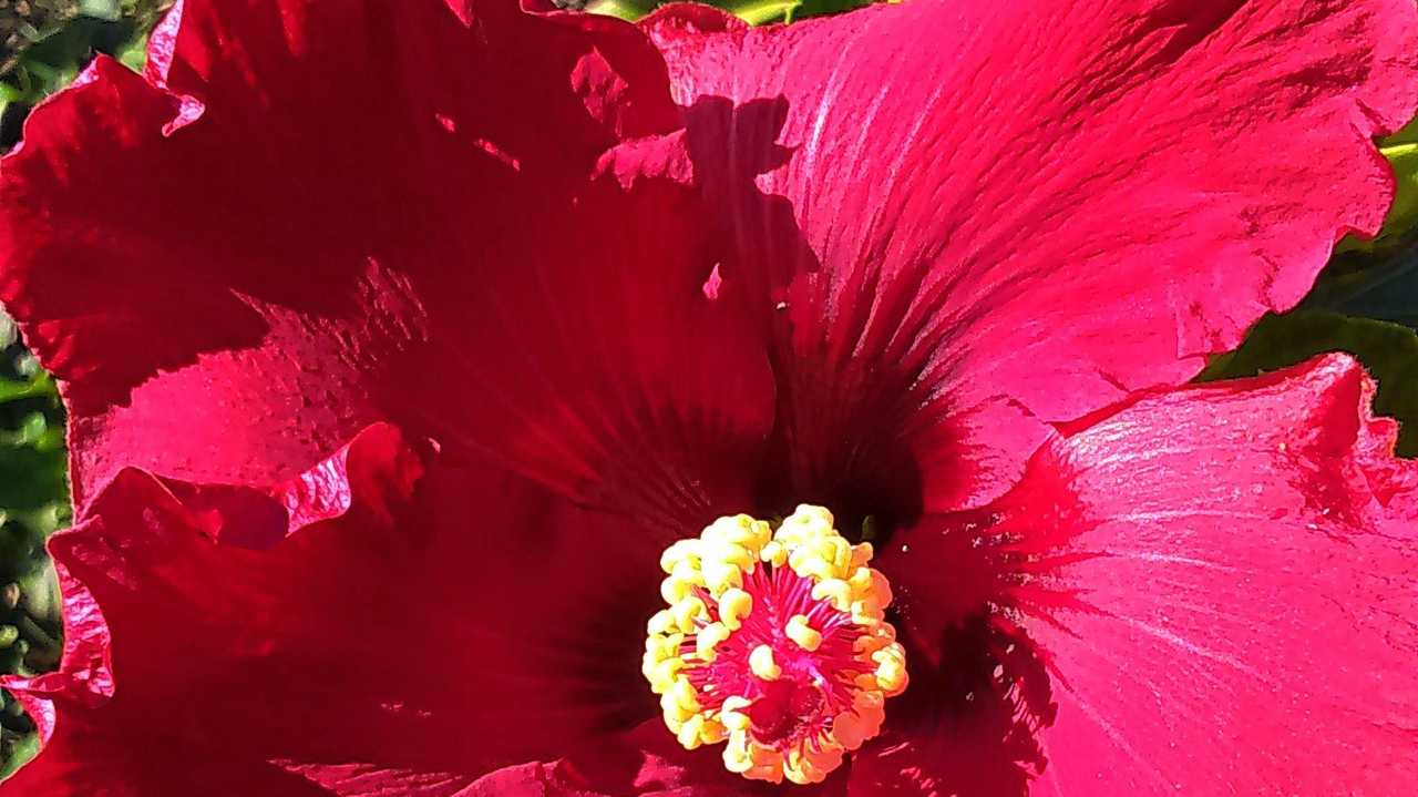 Red hibiscus. Picture: Donna Gibbs