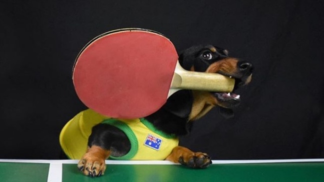 Brakkus the dog plays ping pong.