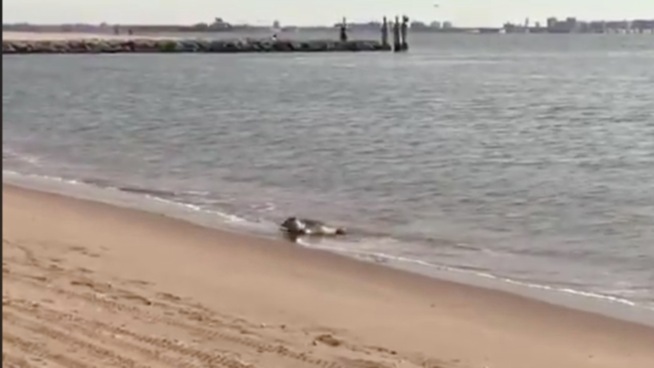 Fur Seal Lives His Best Life Sunbathing on Staten Island Beach