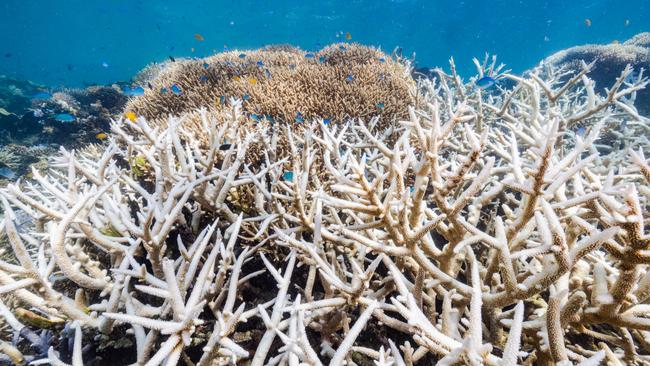 The Great Barrier Reef has experienced six mass coral bleaching events since 1998. Picture: Harriet Spark