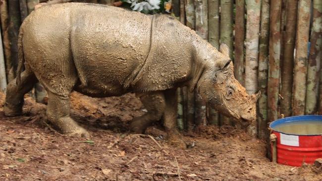 Sumatran rhino found in Indonesian Borneo: Photos | news.com.au