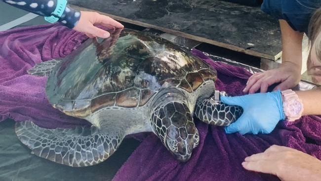 Green sea turtle Judge TP was released back into the ocean after receiving treatment at the Magnetic Island Network for Turtles for floaters syndrome.