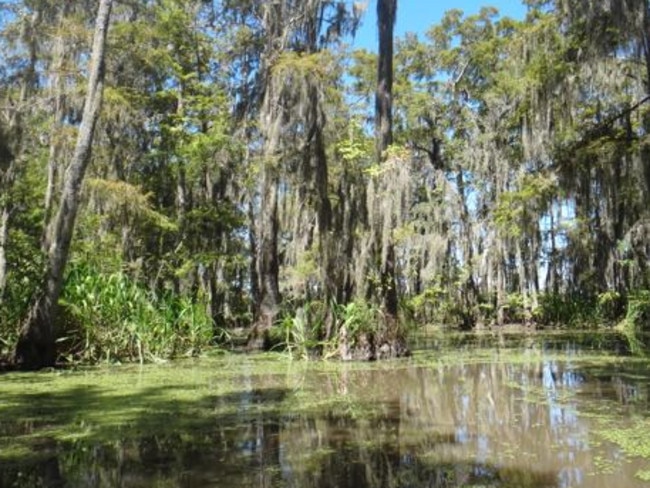 Gator tours in Louisiana: This is how they get alligators to come so ...