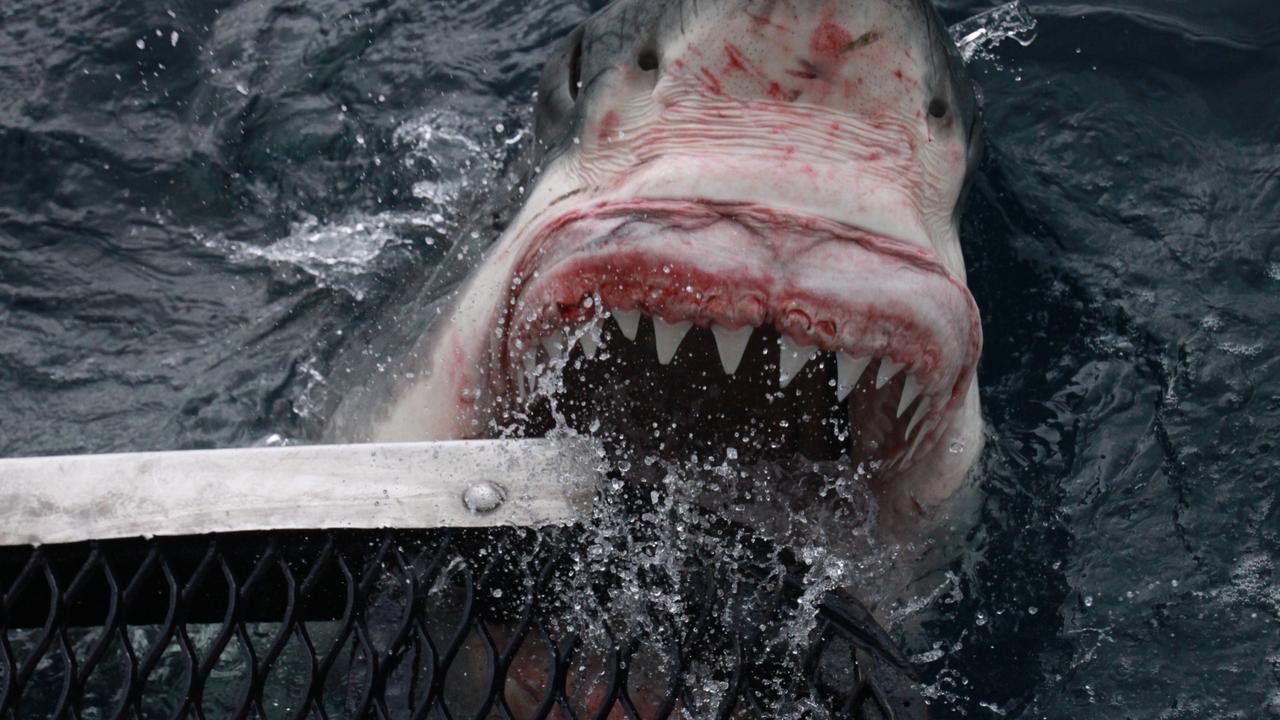 Photographer shares photos of Great White Shark inches from his hand ...