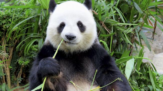 Hi, I’m a Chinese soccer player and I even suck at sucking.