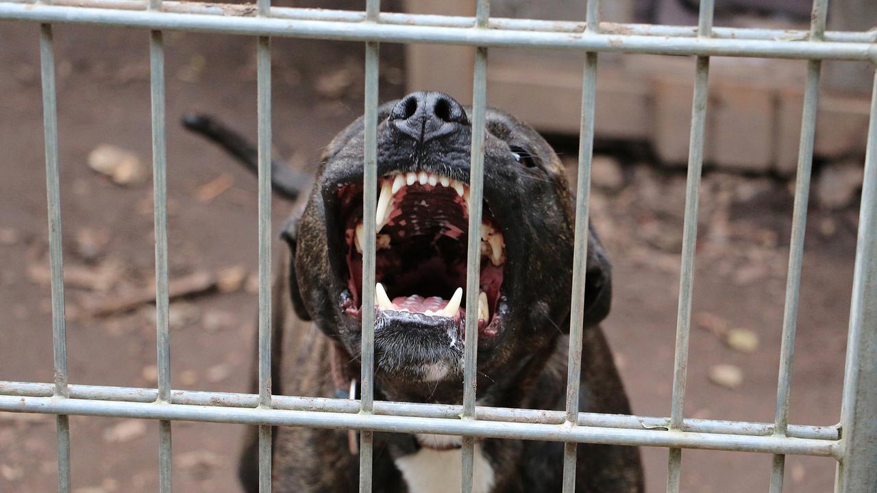 Couple who filmed dog’s school wallaby attacks learn sentence