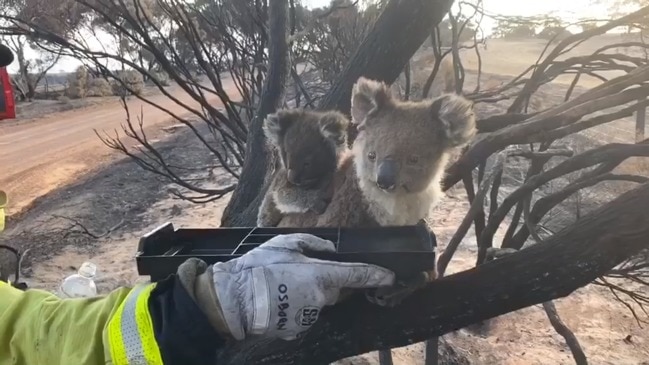 MFS firies offer water to KI koalas