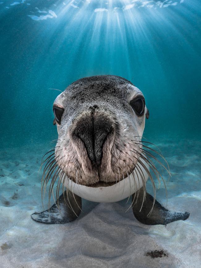 Underwater Photographer of the Year 2018. COMMENDED Category 5. Portrait Credit name: Greg Lecoeur/UPY 2018 Nationality: France Image caption: Australian Sea Lion Country taken: Australia Location: Julien Bay Interacting with sea lions is a great experience, they are curious and playful with divers. In this picture we can see an endemic sea lion from Australia who was having fun standing on the sand posing in front of my camera. The conditions that day were excellent for making the image with the sun's rays piercing the surface.