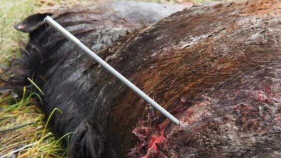 Death from above, a trajectory rod shows the path of a bullet that took down this brumby.