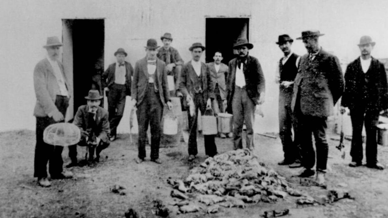 Destroyed rats during the bubonic plague in Brisbane (1900-1902)