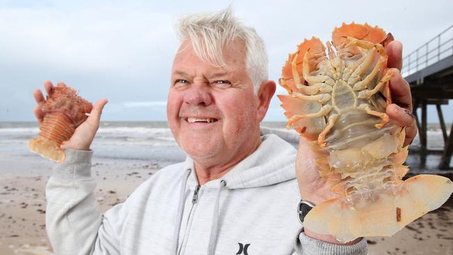 Balmain bugs wash up on Beach after wild weather | The Advertiser