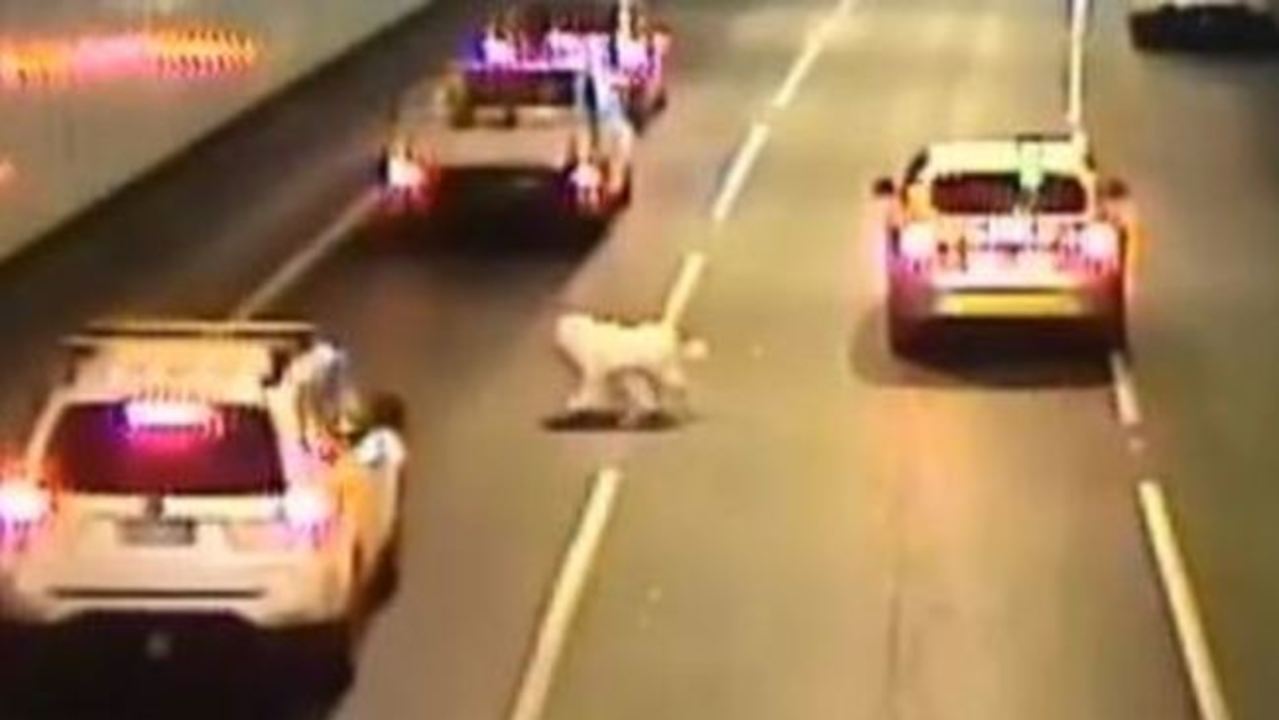 Dog Narrowly Avoids Death After Jumping From Car in Traffic Tunnel