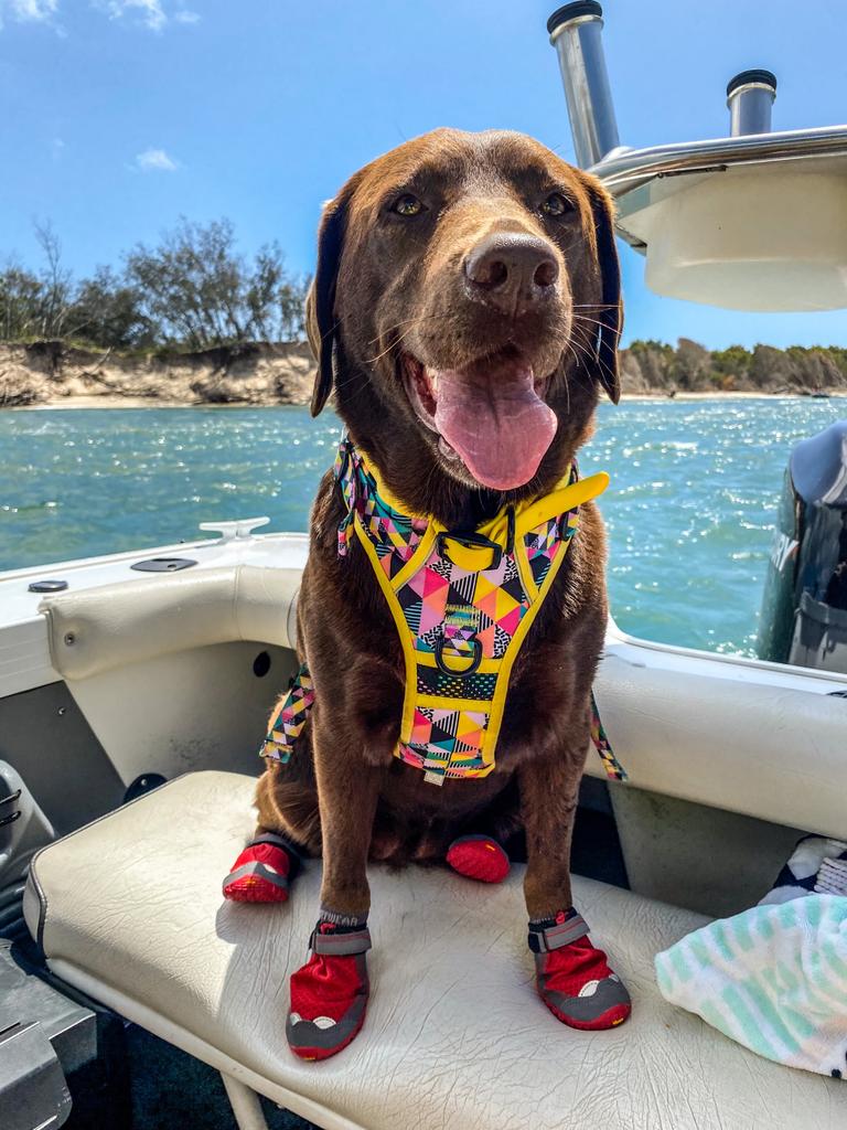 Truffles Strong – Truffles loves the water so much we call her a labraseal. Rain, hail, sunshine or freezing she will still go for a swim if given the chance.