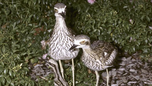 A bush stone-curlew with a chick on Atherton Drive at Urunga. There’s many more bush stone-curlews than beach stone-curlews.